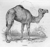 Camel Black And White Image